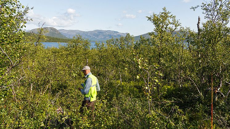 Inventering av en av Riksskogstaxeringens provytor i fjällbjörkskog. Foto: Sören Wulff, SLU