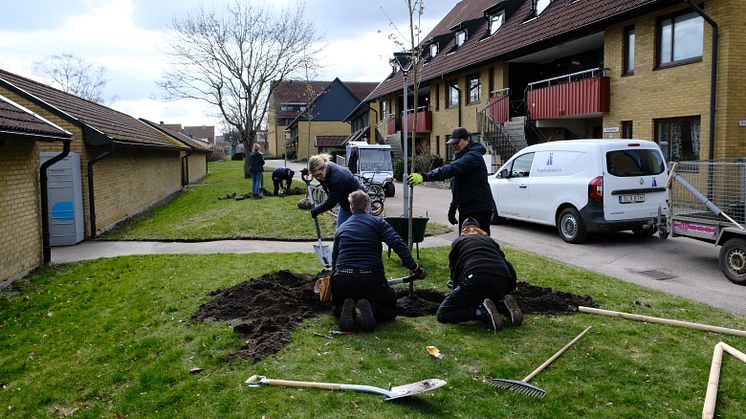 Plantering av några av de första träden som planterades, på Ängelholmshems bostadsområde Papegojan.