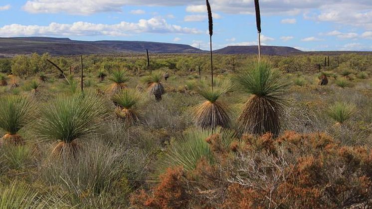 Jord samlades in från fältförsök i de extremt artrika buskmarkerna som kallas kwongan nära Lesueur National Park, Western Australia. Foto: Etienne Laliberté och Graham Zemunik.