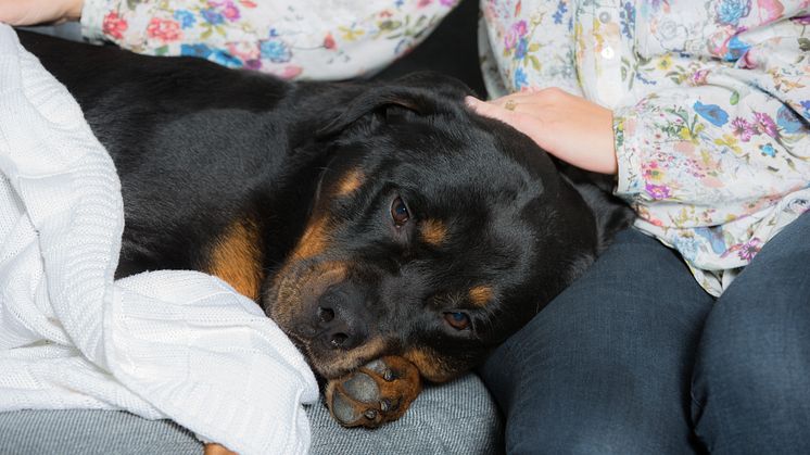 Förkyld hund