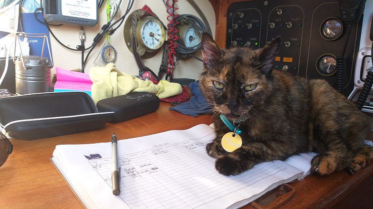Hi-res image - Ocean Signal - Nigel Fox's cat, Stinky, was found safe and well onboard when the yacht was retrieved 30 hours later