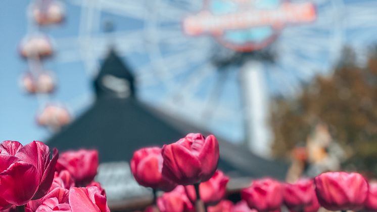 Over 100.000 forårsblomster vil pryde Tivoli Friheden til maj