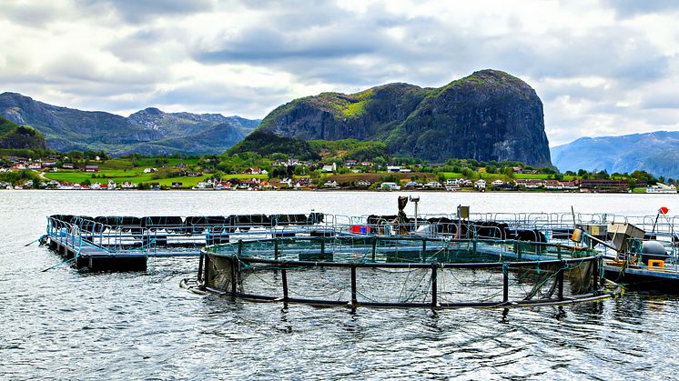Hensynet til bærekraft og ytre miljø er sentralt i flere av sertifiseringsordningene for akvakultur. (Foto: iStockPhoto)