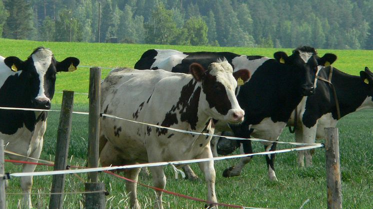 Arla Ingman nostaa maidon tuottajahintaa turvatakseen kotimaisen maidon saatavuuden