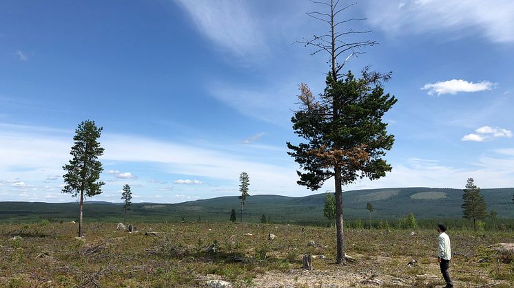 Föryngringsyta svårt sargad av älgbete och törskatesvamp. Föryngringen är cirka 20 år gammal men kommer aldrig ur plantstadiet, pga. älgbete. Det vuxna trädet är angripet av törskate, s.k. törgadd. Tvärbergen, Harads, Norrbotten. Foto: Erik Normark