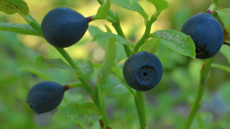 2_Blåbär_Barbro_Risberg_Cropped