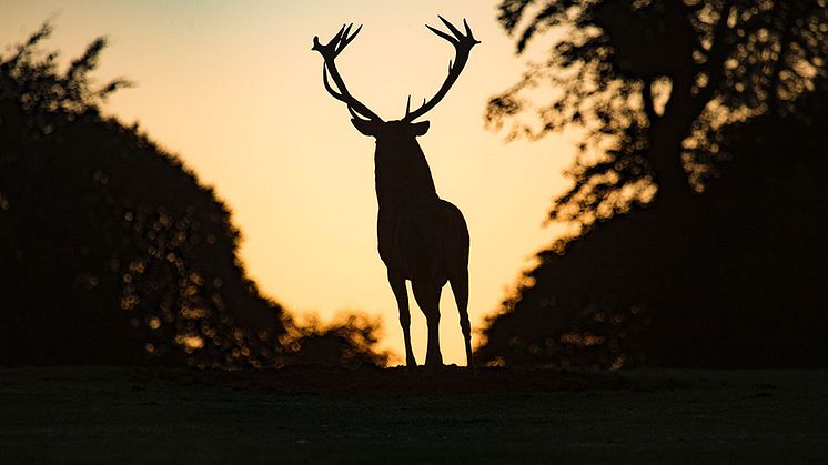 Im April und Mai nehmen Unfälle mit Wildtieren wieder zu. Foto: Diana Parkhouse/unsplash.com