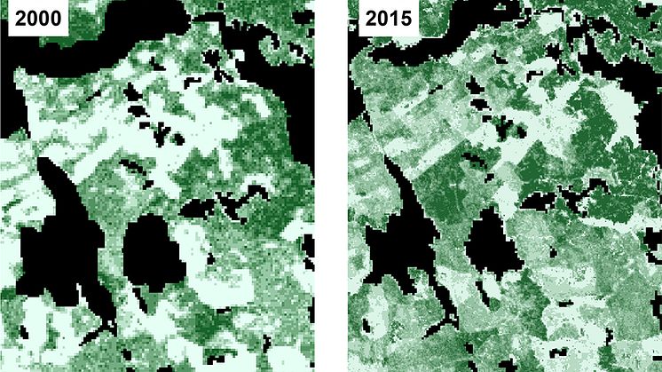 Rasterkarta över trädens totala volym (m3sk/ha) i SLU Skogskarta 2000 respektive 2015. Hög totalvolym representeras av mörkare grön och ljusare nyanser visar lägre volymer. Bild Mikael Egberth, SLU