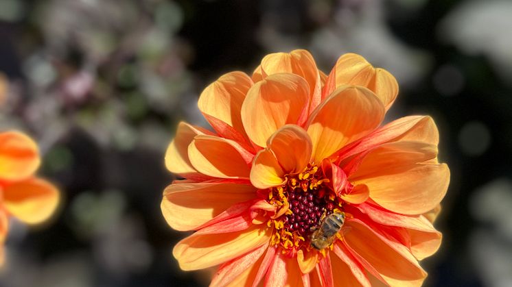 Blommor med en öppen disk gillar både bin och humlor.