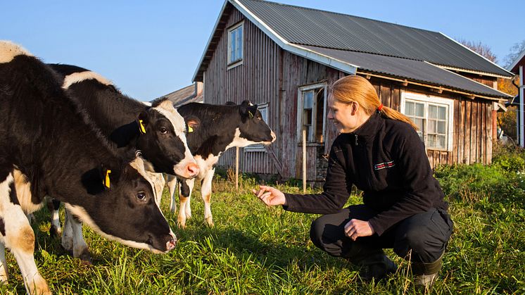 Distriktsveterinärerna har åter öppet dygnet runt i Västervik och Vimmerby
