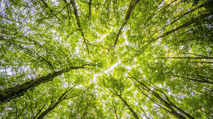 Lendo satsar på klimatet. Foto: Pexels. 