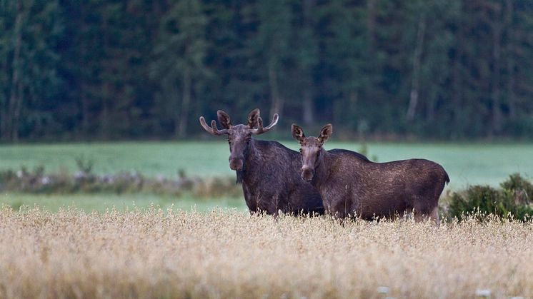 Foto: Scandinav bildbyrå