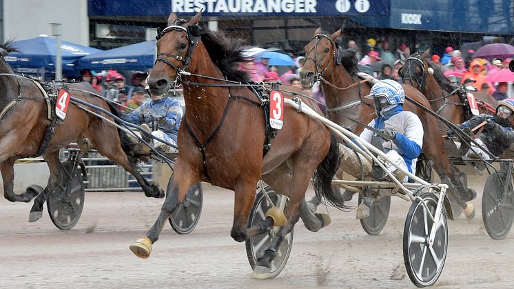 Usain Töll blir den femtonde hästen i Elitloppet sista söndagen i maj. Foto: TR Bild