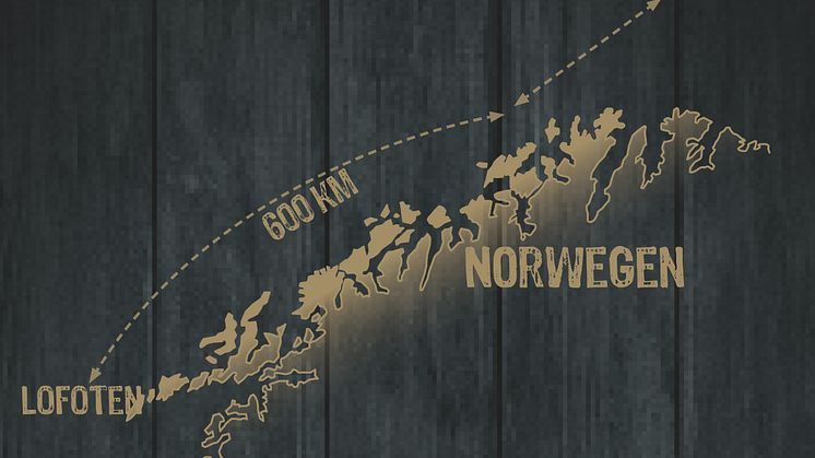 Der Skrei schwimmt jedes Jahr ganze 1.000 Kilometer von der eisigen arktischen Barentssee bis zu den etwas wärmeren Küstengewässern rund um die nordnorwegischen Lofoten-Inseln, um zu laichen.