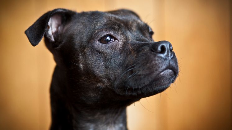 Agda är Årets bragdhund 2014