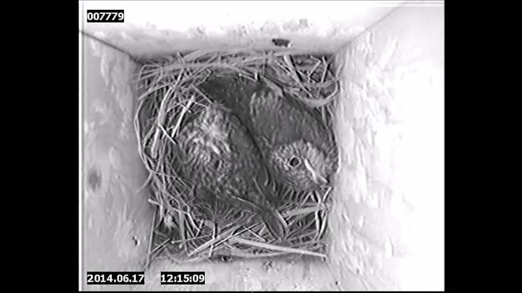 Nestlings respons to songs