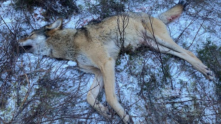 En av tisdagens fyra skjutna vargar i Ripelångenreviret. Foto: Länsstyrelsen i Västra Götaland