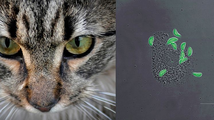 Så tar sig kattparasiten till din hjärna