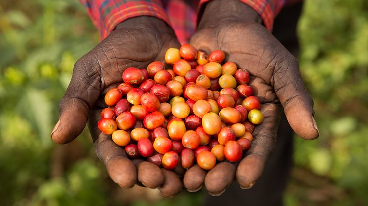 Kaffe är en av de råvaror som är särskilt utsatta för klimatförändringarna. Fairtrade Carbon  Credits har tagits fram tillsammans med Gold Standard, som är en av de ledande organisationerna som jobbar med koldioxidkrediter och hållbar utveckling. 