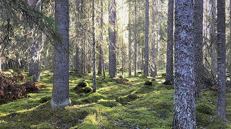 Foto: Carl Lehto. 