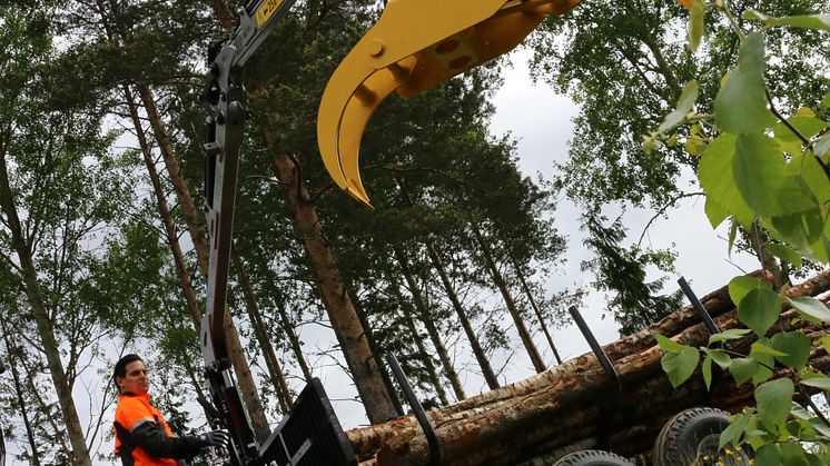 Multiforest New Edition