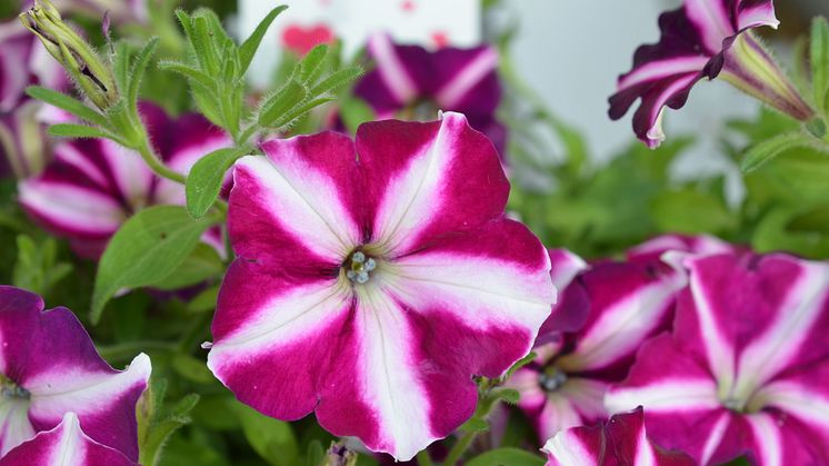 Petunia Amore Joy