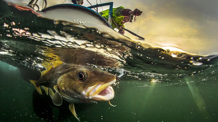 My father fishing cod - Audun Rikardsen