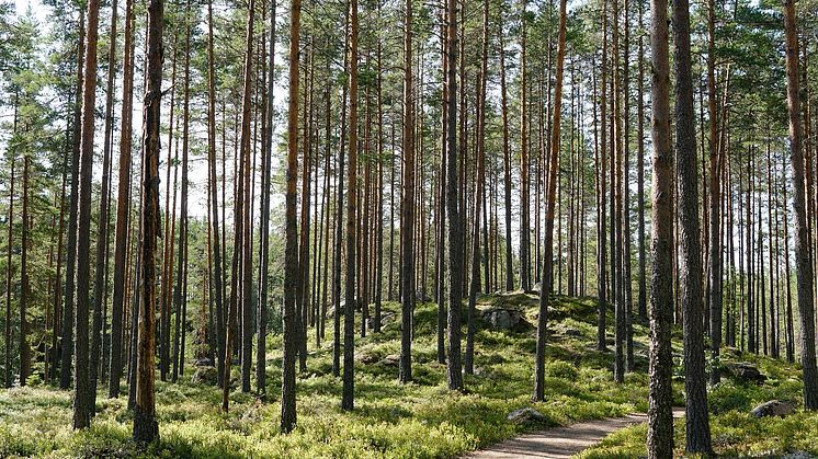Genom ett aktivt skogsbruk med gallringar och föryngringar, kan vi både öka virkesproduktionen, energi från biomassa och binda mer kol från atmosfären. Foto: Pixabay