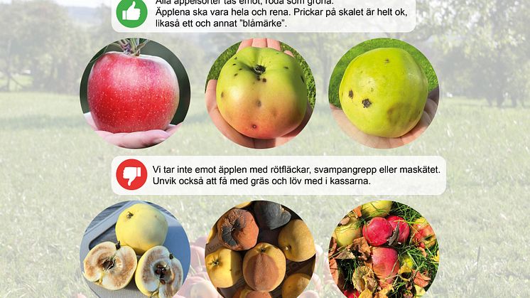 Äppel-mottagning