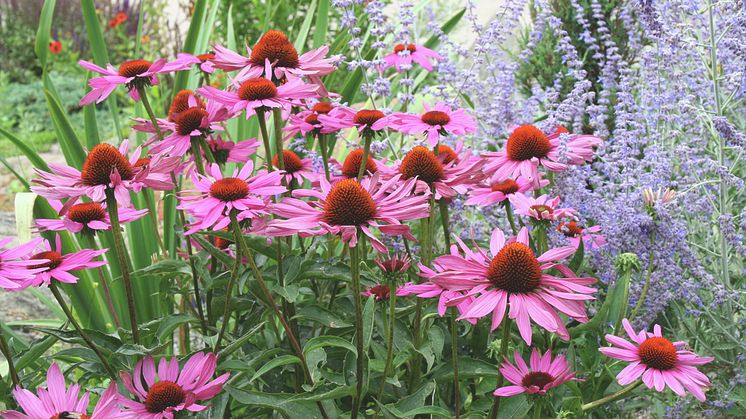 Rudbeckia
