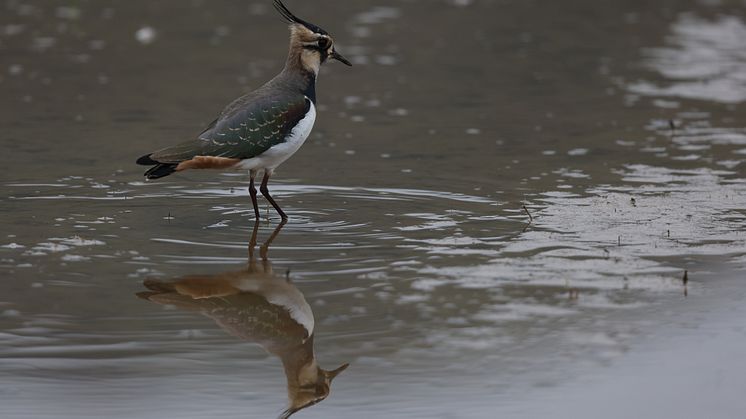 Canon RF 800mm F5.6L IS USM_Sample_Image_2.jpg