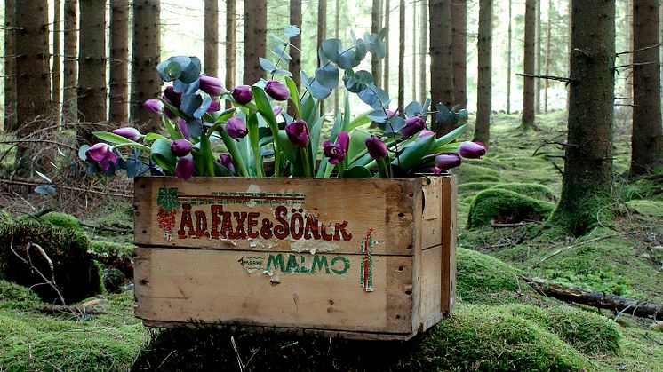 Alla dagar är blomsterdagar och alla dagar är perfekta dagar att visa sina medmänniskor kärlek och uppskattning. Foto: Simon Olsson