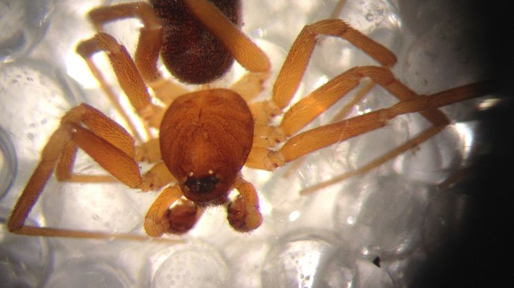 Zodarion rubidum 