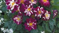 Månadens blomma - juni 2009