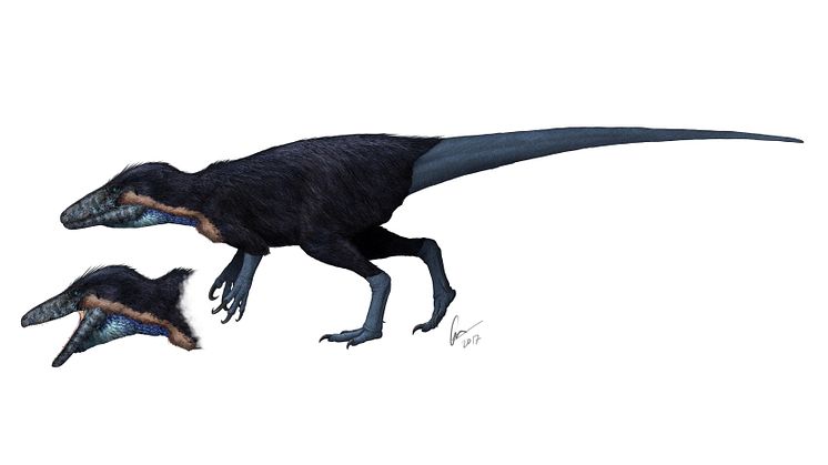 Megaraptorn Australovenator wintonensis