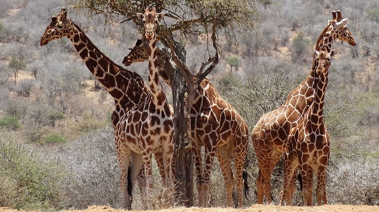 Nätgiraffer (bilden) var en av tre arter som forskarna studerade. Genom att sekvensera växt- och bakterie-DNA från avföringsprover kunde de se den bakteriella sammansättningen i tarmen och vilka växter vilda giraffer hade ätit. Foto: Tyler Kartzinel