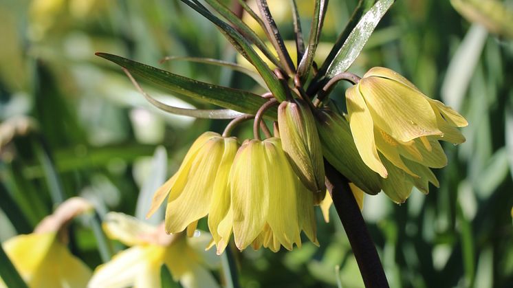 imperialis ’Helena’.JPG