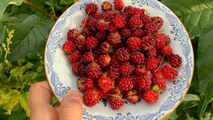 Allåkerbäret påminner utseendemässigt om hallon med flera små stenfrukter sammanfogade till ett bär. Bären är röda eller mörkt vinröda och säljs till sylttillverkare, delikatessaffärer och restauranger.  Foto: Anna Landberg.
