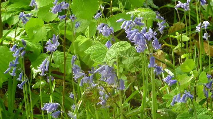 Spring wildlife walk at Chesham Local Nature Reserve