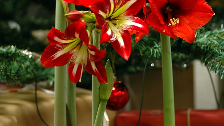 BLOMMANDE FREDAGSMYS