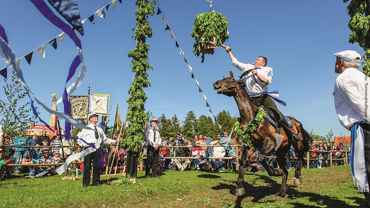 Tonnenabschlagen, bokstavligen ungefär tunnslagning, är en av de viktigaste och äldsta traditionerna i regionen Fischland-Darß-Zingst, och varje år uppförs en stor fest för gäster och lokalbefolkningen. FOTO: Voigt & Kranz UG, Prerow