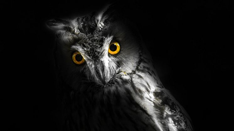 På lördag börjar höstlovet på naturum Dalarna i Siljansnäs. Foto: Pixabay