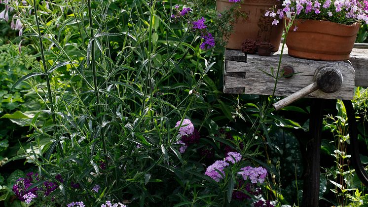 Recept på en lyckad plantering juni-juli