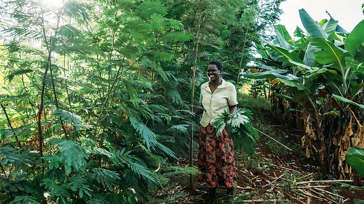 Agroforestry-bonden Benta Muga i Kenya. 