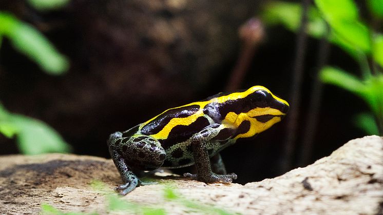 Ranitomeya amazonica. Pressbild 8 Akvariet