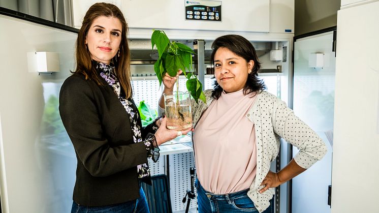 Eleni Stavrinidou Daniela Parker Biohybrid-plant-LOE-2021-10.jpg