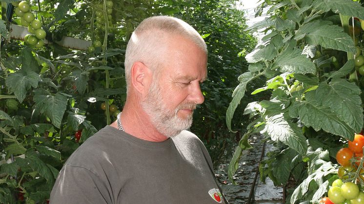 Den klassiska tomaten ersätts av små färgglada sorter