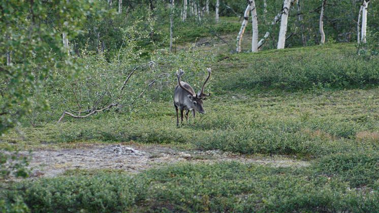 Rovdjur hindrar renar från att ”surfa på grön våg”