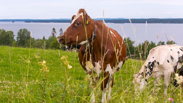 Betande kor i Norrland.jpg