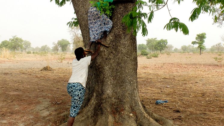 Två kvinnor i Burkina Faso som hjälper varandra att klättra upp i ett néré-träd (Parkia biglobosa) för att plocka frukt. Foto: Lisa Westholm 
